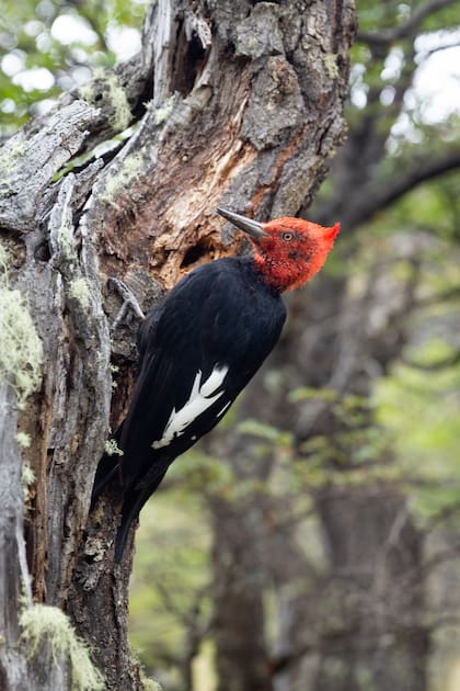 carpintero magallánico en un bosque de nothofagus