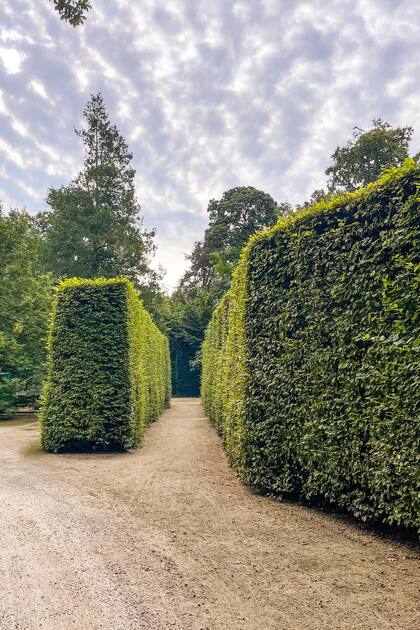 Carpinus podados enmarcando el a la casa, en un jardín en Bélgica.
