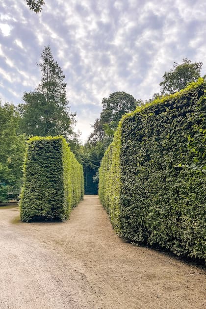 Carpinus podados enmarcando el acceso a la casa, en un jardín en Bélgica.