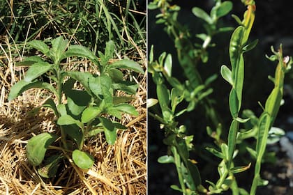 Izq.: Estevia. Requiere sol pleno, suelos profundos y ricos y riegos moderados. Si se la protege de las heladas, crece perfectamente en huertas y jardines. Carqueja. Exigencias: Pleno sol, suelos profundos y ricos y riegos frecuentes.