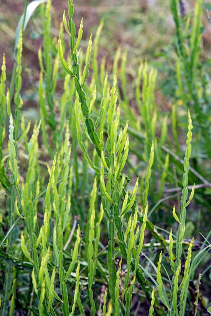 Carqueja, un té ideal para esas mañanas heladas donde hace falta un impulso tibio