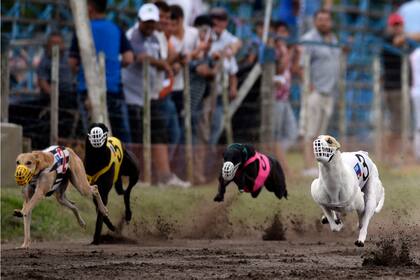 Carrera de galgos en el canódromo de Inriville, Córdoba, en 2016
Foto: Marcelo Manera