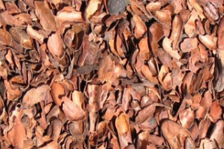 Innovación nutricional: el potencial de los subproductos del maní y cacao en la alimentación animal