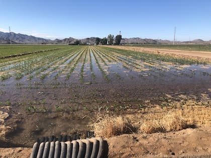 Cash Veo, uno de los asesores del productor, aseguró que el sistema de Rayner ayuda a reducir la presión de plagas y de enfermedades relacionadas con el suelo