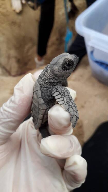 Casi 100 tortugas marinas en peligro de extinción nacieron en una playa de Brasil desierta por la cuarentena del coronavirus