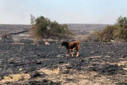 Casi 200.000 hectáreas de campos se incendiaron en Córdoba