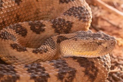 Casi cuatro de cada diez apariciones ocurren cerca de viviendas, donde buscan agua, sombra o alimento