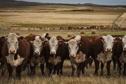 Casi el 100% de la ganadería bovina en Tierra del Fuego pertenece a la raza Hereford, adaptada a la isla desde hace más de 70 años