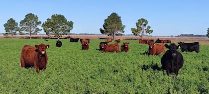 Cassini tiene 3000 vacas 100% de plantel, dentro de las cuales la raza principal es Angus con el 60%, luego le sigue Hereford (25%), Braford (10%) y Brahman (5%); de ese total 500 son de pedigrí y el resto, puras controladas