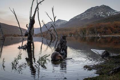 Castor en un bosque inundado, Foto Luján Agusti, de National Geographic