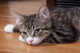 Esta app permite hacer un diagnóstico de tu gato con una foto