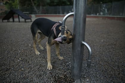 Catalina toma agua en el canil de Plaza Armenia
