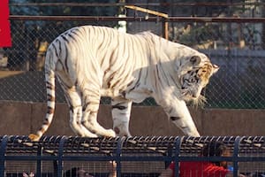 Un tigre mató a una cuidadora en un zoológico de Chile