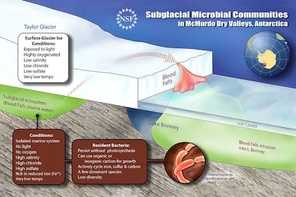 El efecto de sangre se produce cuando el agua salada del lago subglacial, rica en hierro, se filtra a través de fisuras y cae hasta el Lago Bonney. Al entrar en contacto con el aire, se oxida y origina su color