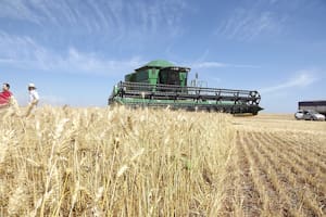 El trigo y la yerba mate perdieron poder de compra y la soja y la hacienda lo ganaron