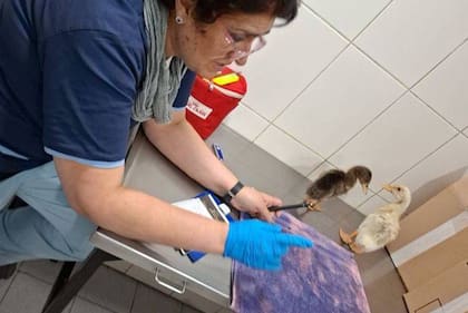 Cayó una banda de traficantes en La Plata: teñían a las cotorras y maltrataban también a conejos y patos