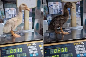 Cayó una banda de traficantes: teñían a las cotorras y maltrataban a conejos y patos