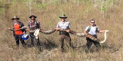 Cazadores encontraron una serpiente pitón que pesaba 80 kilos