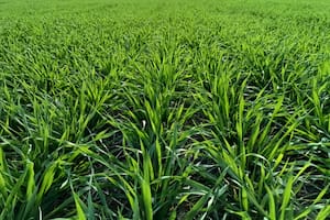 La cebada puede ganar superficie en la campaña de granos finos