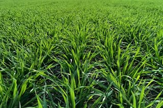 La cebada puede ganar superficie en la campaña de granos finos