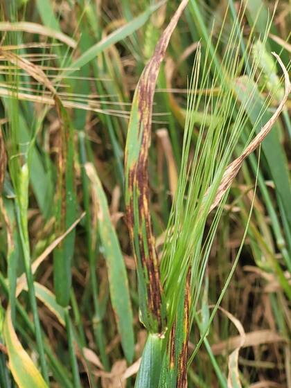 Cebada con alta intensidad de mancha en red a pesar de haber recibido dos aplicaciones de fungicidas de última generación. Foto: Carmona y Sautua