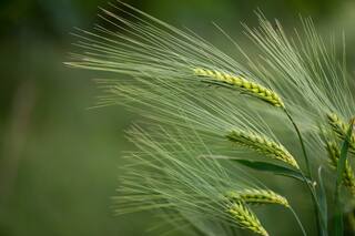 Cebada: ojos atentos para el manejo sanitario