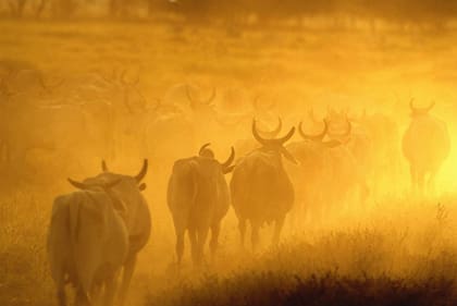 La raza cebú se adapta a climas tropicales como el de la mayor parte del territorio brasileño.
