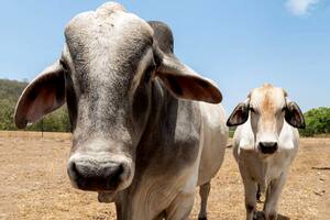 Cebúes; Cebú; BBC; BBC Mundo; ganado; gases invernadero; Brasil; Barbacoa;