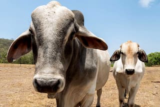 Las "supervacas" que convirtieron a Brasil en el mayor exportador de carne en el mundo