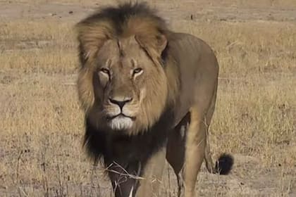 Cecil era estudiado por varias universidades en el mundo y organizaciones conservacionistas