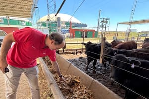 Evitó emitir miles de toneladas de gases contaminantes y está a un paso de ser el primero en certificar créditos de carbono