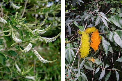 Cedrón de Monte y Cepillo de mono, dos nativas que suelen atraer mariposas