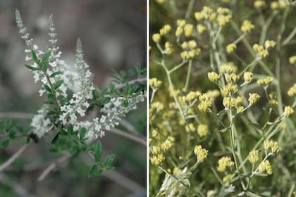 Cedrón del monte (izquierda) y Marcela (derecha), dos plantas aromáticas que crecen en nuestro país y tienen buenos resultados como repelentes para mosquitos