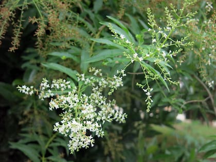 Cedrón, exquisita hierba para tragos e infusiones con muchas propiedades medicinales