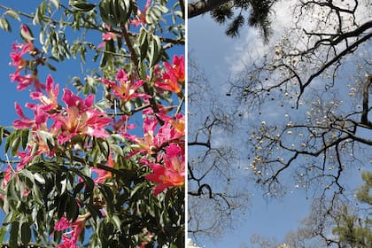 Ceiba speciosa (izq.) en pleno verano y palo borracho rosado entre fines de invierno y principios de primavera (der.).