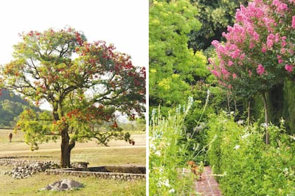 Ceibo (izquierda) y crespón (der.).