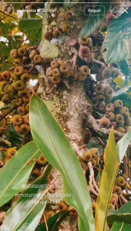 Celeste Cid destacó: "La naturaleza hace todo antes que la IA)