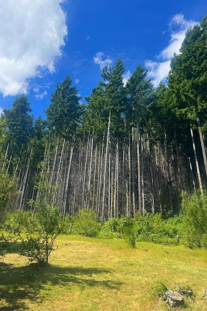 Celeste Cid mesclo postales de los paisajes de la Patagonia con fotos de ella y su amor