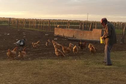 Celia hace cría de gallinas ponedoras en el campo y vende los huevos a la gente de la localidad