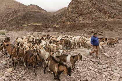 Celia lleva las riendas de 180 cabras en el paraje Huachichocana, con su geografía plagada de cardones.