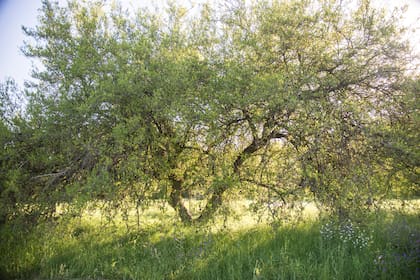 Celtis tala (tala) es resistente y rústico. Ideal para zonas pampeanas y costeras