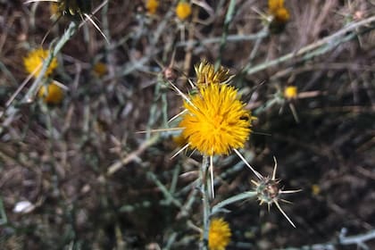 Centaurea solstitialis L. o cardo estrellado amarillo, de los más vistosos.