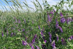 Centeno y vicia. Foto: J.C. Tibaldi (REM).