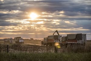 Cepo al Maíz Una sensación de película repetida La cosecha 2021 se va a desenvolver en un contexto complejo