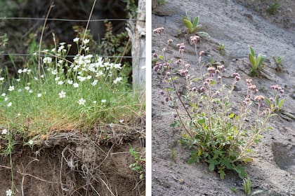 Cerastium arvense (izquierda) y Phacelia secunda (derecha)