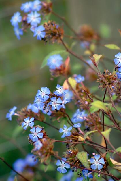 Ceratostigma, una variedad ideal para paisajes cromáticos dominados por el azul