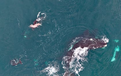 Cerca de tres horas estuvieron las orcas comiéndose la cría