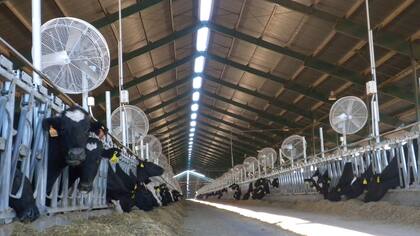 Cerca de Venado Tuerto tiene para el ordeñe unas 8000 vacas