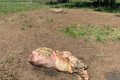 Cerca del puesto, en los corrales de la aguada dejaron algunas panzas más de los animales carneados