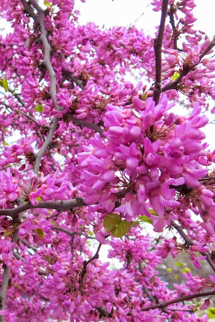 Cercis siliquastrum no pasa inadvertido en primavera